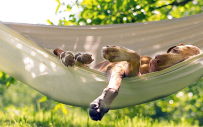 The Cost of the Hustle: Learning to Rest Without Losing the Dream