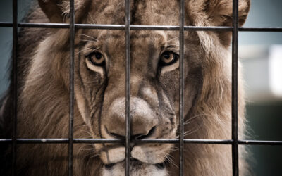 How to Leave a Toxic Situation When You Feel Trapped: When Your Head Is in the Lion’s Mouth, Ease It Out